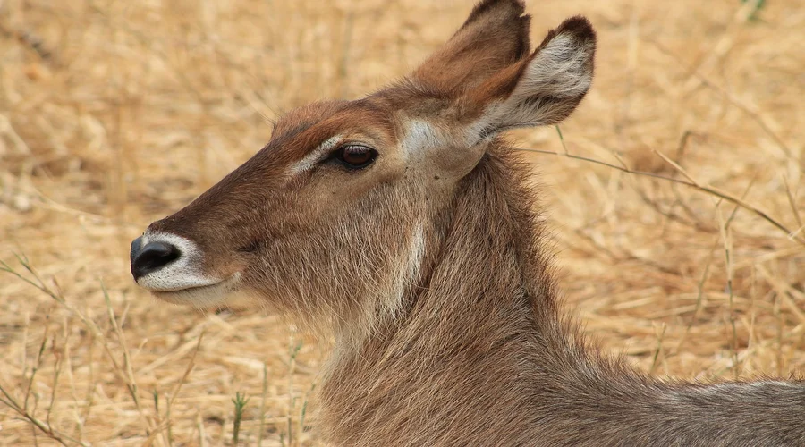 can i do a safari independently without a guide